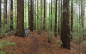 Redwoods Trail © Jussarian